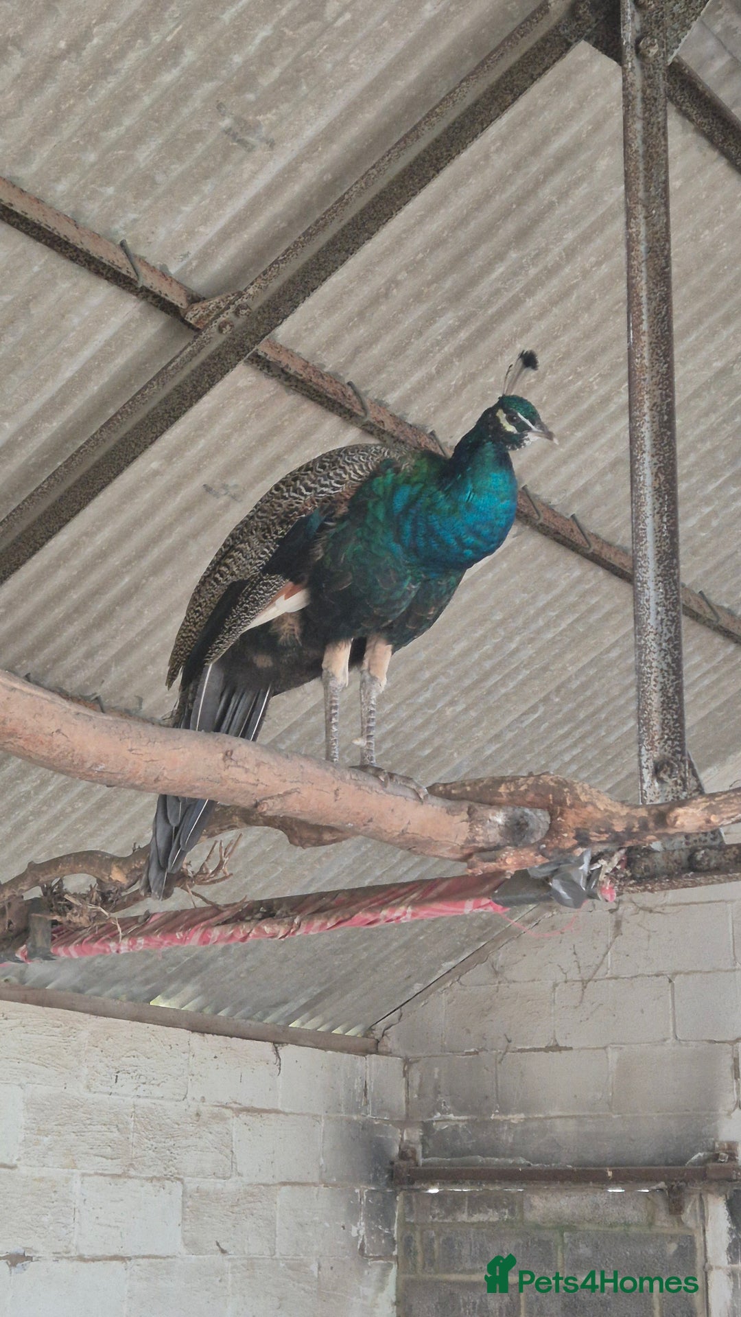 Peafowl poultry for sale: Pair of male peacocks age 1 and 2 - Image 7