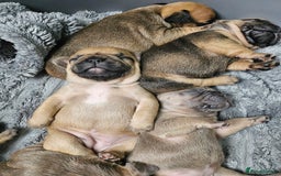 French Bulldog dogs for sale: Gorgeous french bulldogs - Image 1