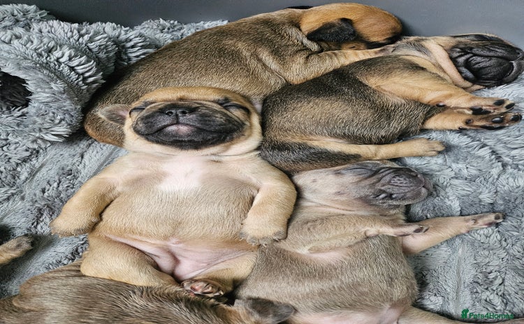 French Bulldog dogs - Advert 1