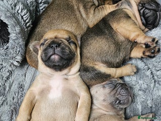 French Bulldog dogs for sale - Advert 1
