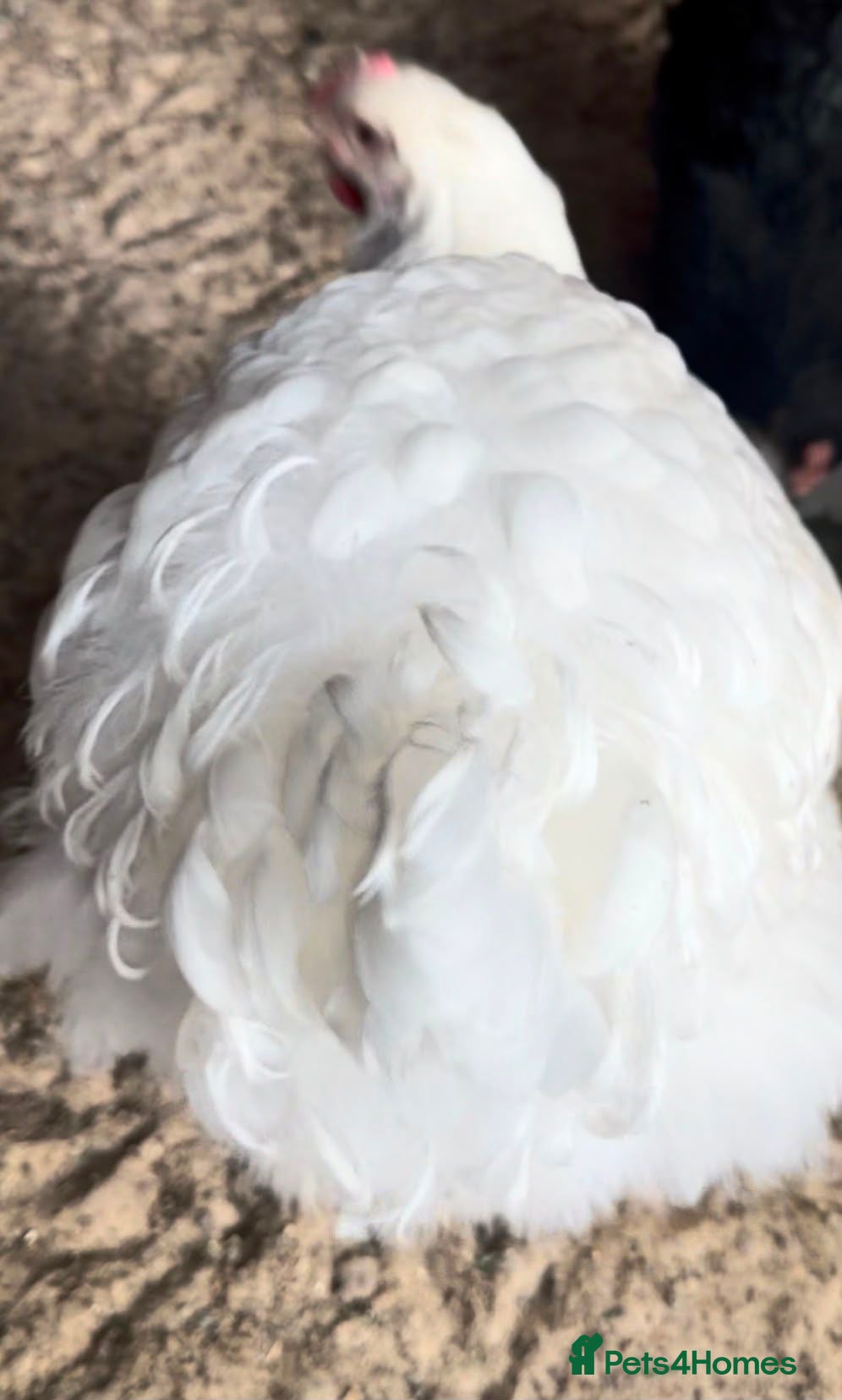Chickens poultry beautiful cochin hens 26 weeks old  - Advert 17