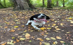 Cockapoo dogs for sale: 5 MONTH OLD F1B COCKAPOO FOR REHOME - Image 3