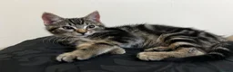 Mixed Breed cats for sale: 10 week old male kitten  - Advert 5