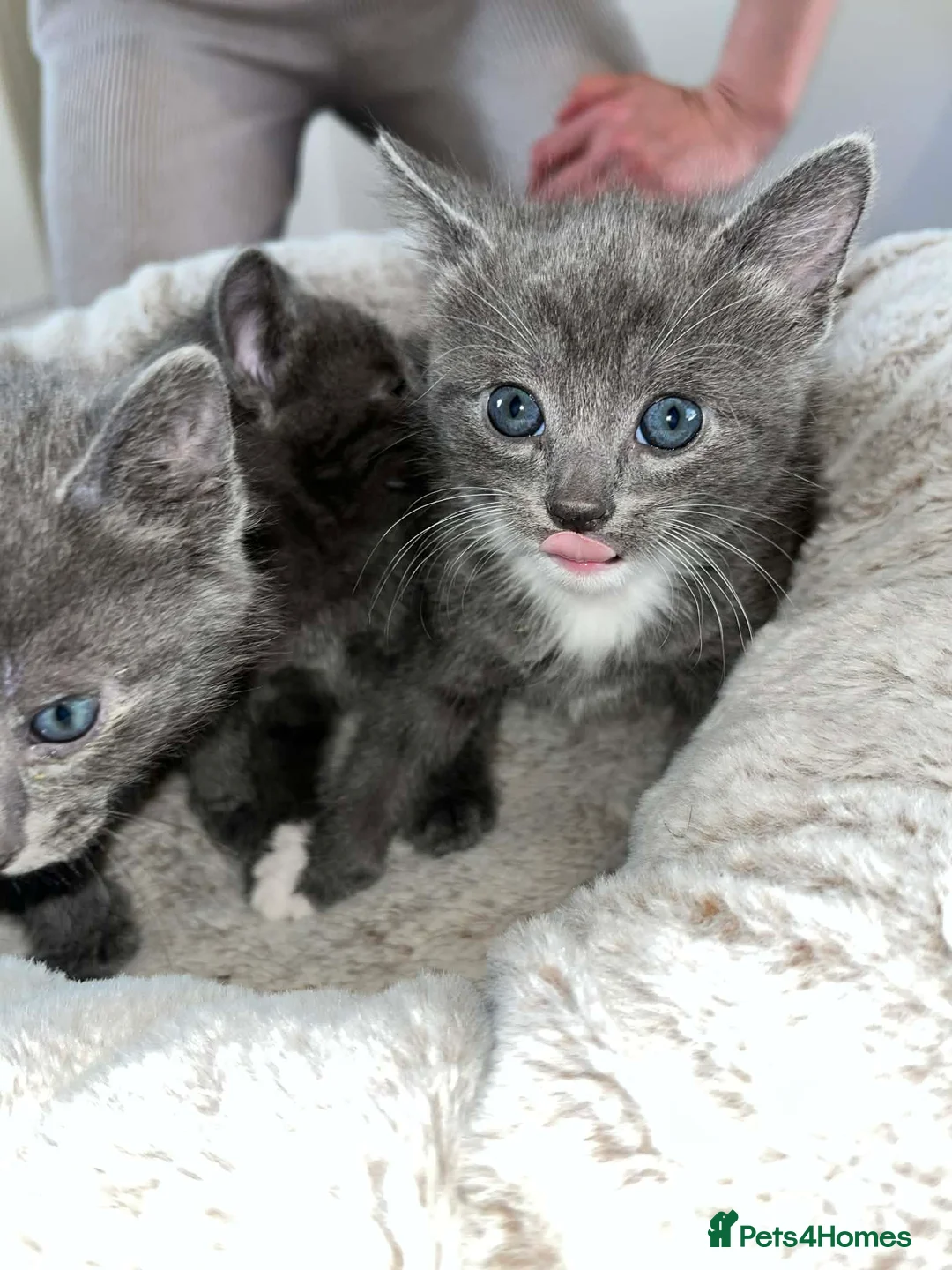 Domestic Shorthair cats for sale: Adorable gey kittens ready soon in Middlesbrough - Advert 1