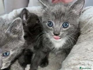 Domestic Shorthair cats Adorable gey kittens ready soon - Advert 3