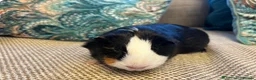 Guinea Pig rodents for sale: 🐹 3 Guinea Pigs – 1 Male Swiss + 2 F Americans in Totnes - Advert 3