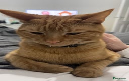 Mixed Breed cats for sale: Male and female neutered cat  - Image 6