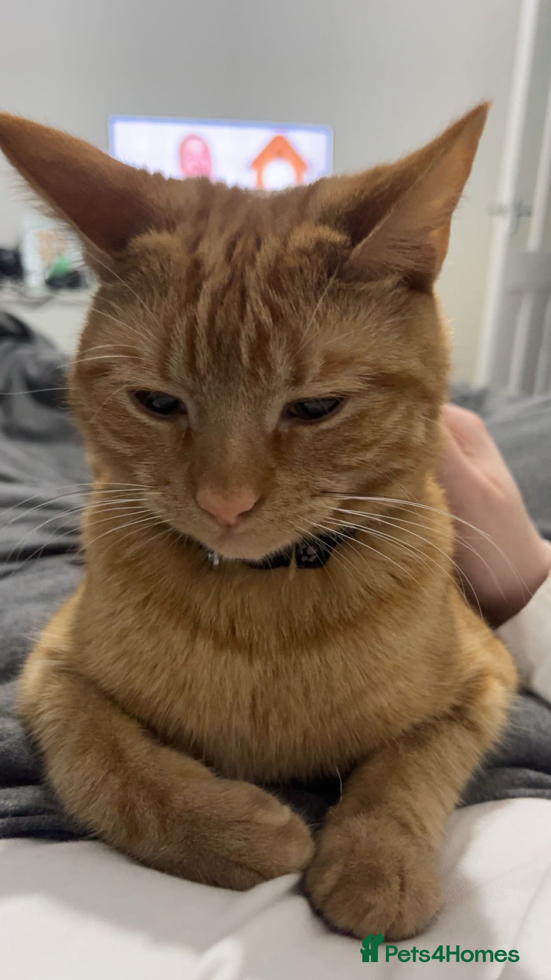 Mixed Breed cats for sale: Male and female neutered cat  - Image 6