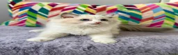 Ragdoll cats for sale: TICA registered ragdoll kittens from champions - Advert 13