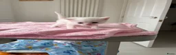 Mixed Breed cats for sale: Pure white male Turkish Angora/Domestic Short Hair - Advert 2