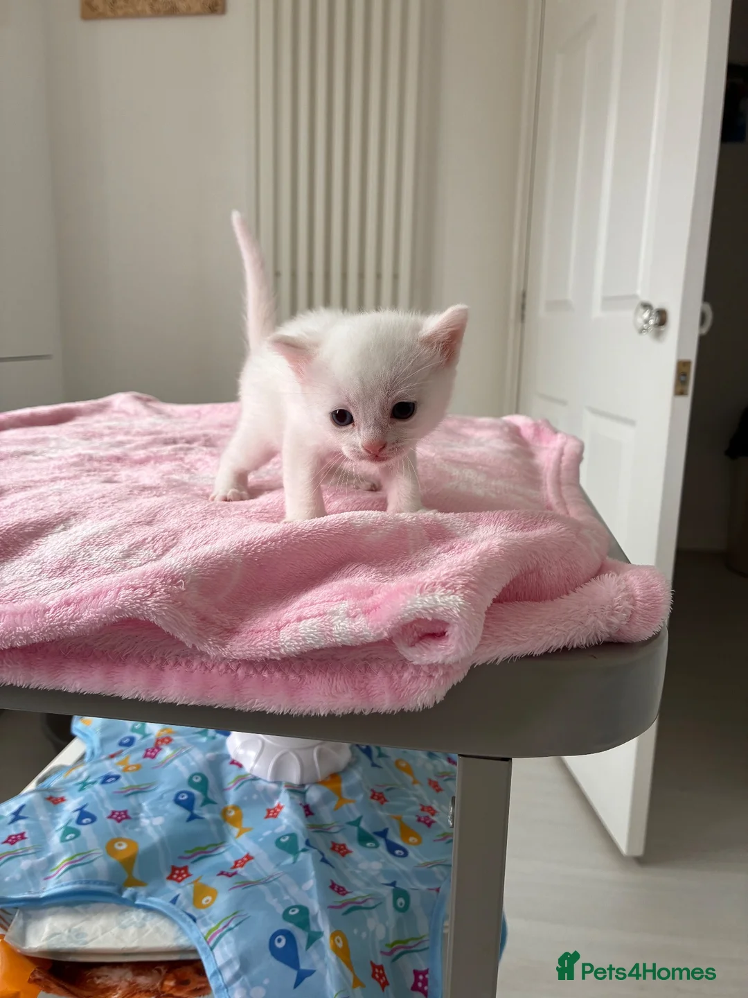 Mixed Breed cats for sale: Pure white male Turkish Angora/Domestic Short Hair - Advert 2