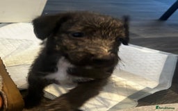 Mixed Breed dogs for sale: Beddlington x Whippet - Image 4