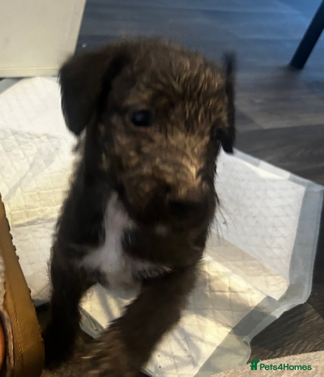 Mixed Breed dogs for sale: Beddlington x Whippet - Image 4