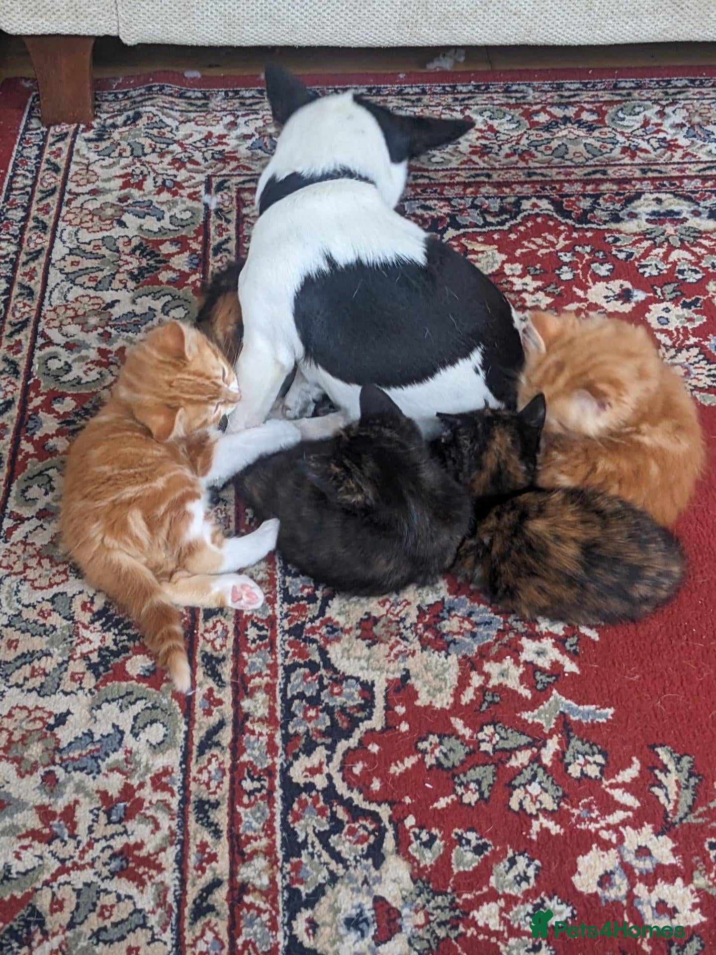 Mixed Breed cats Home reared kittens - Advert 2