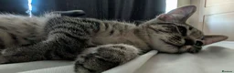 Mixed Breed cats for sale: Mr. Tabby wants to become part of your family - Advert 3