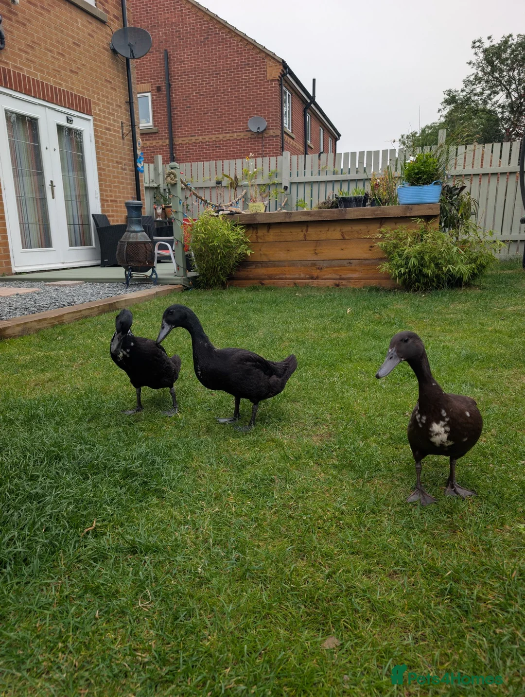 Ducks poultry for sale: 🦆 Runner Ducks Available – Ready for New Homes 🦆 - Advert 2
