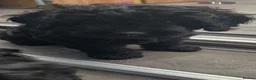 Cavapoo dogs for sale: READY NOW Beautiful f1b black Cavapoos DNA Clear  - Advert 19