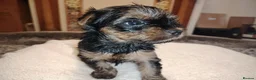 Yorkshire Terrier dogs for sale: Gorgeous Yorkshire Terrier Girl Puppies - Advert 6