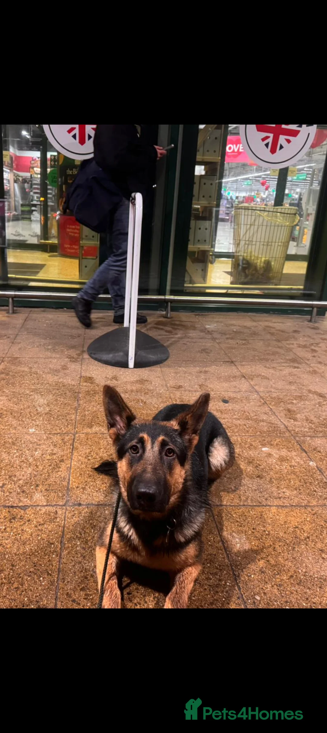 German Shepherd dogs for sale: German Shepherd Pup - Advert 2