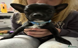 Chihuahua dogs for sale: Male chihuahua for sale  - Image 5