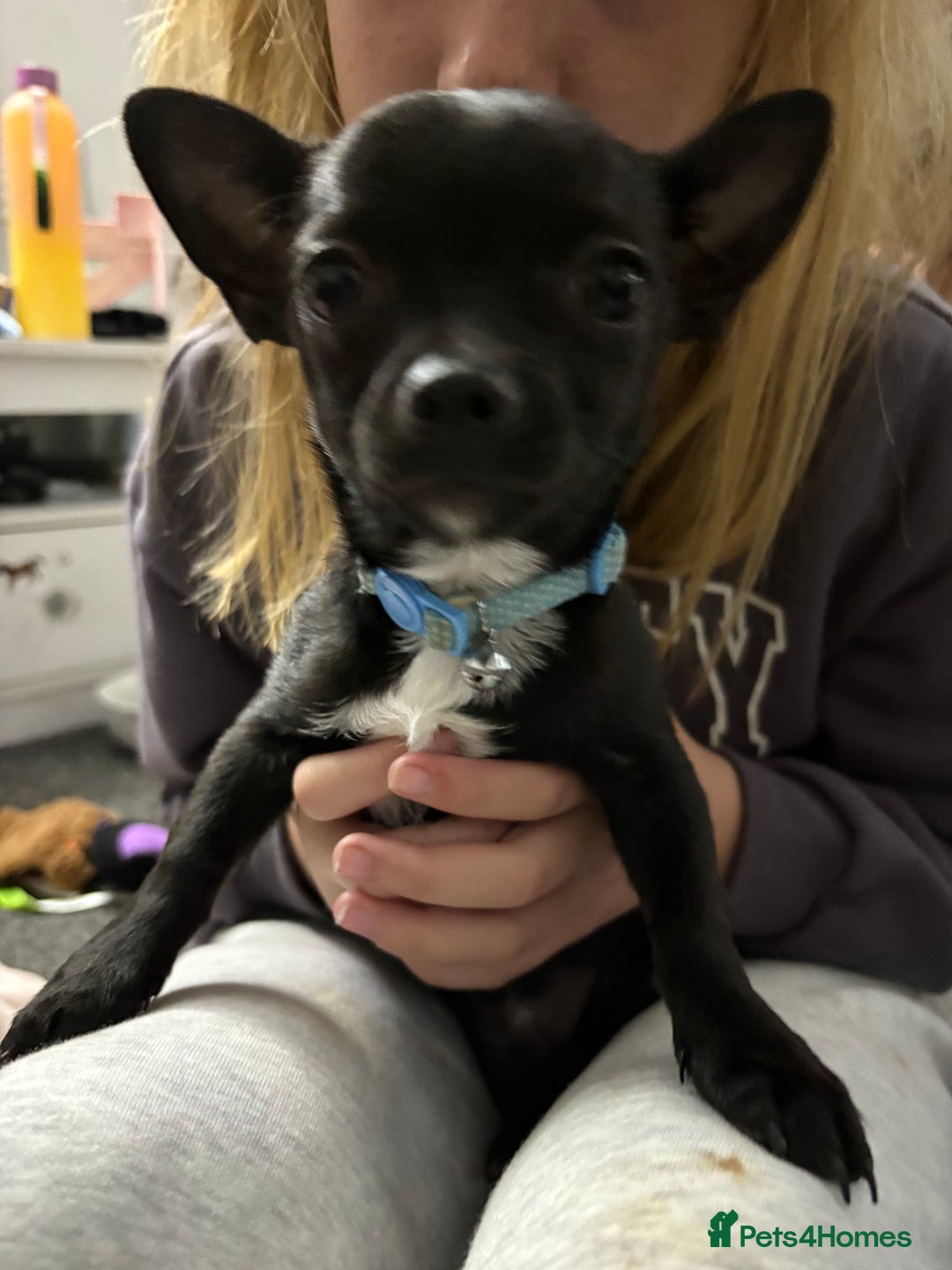 Chihuahua dogs for sale: Male chihuahua for sale  - Image 5