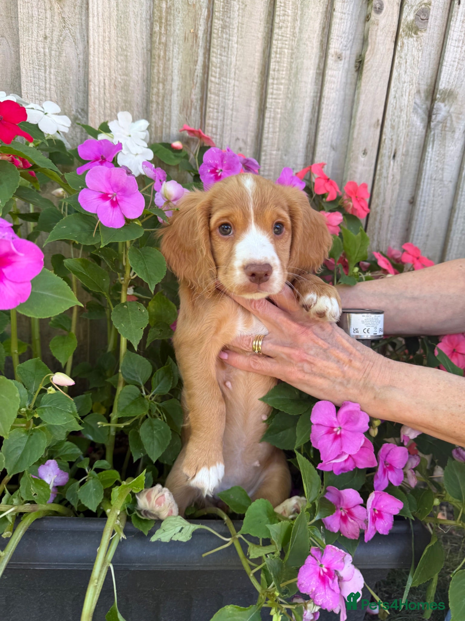 Cocker Spaniel dogs Ready to Re home Cockers  - Advert 4