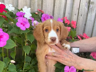 Cocker Spaniel dogs Ready to Re home Cockers - Advert 4