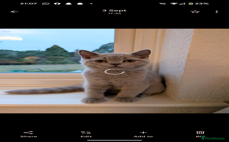 British Shorthair cats - Advert 3