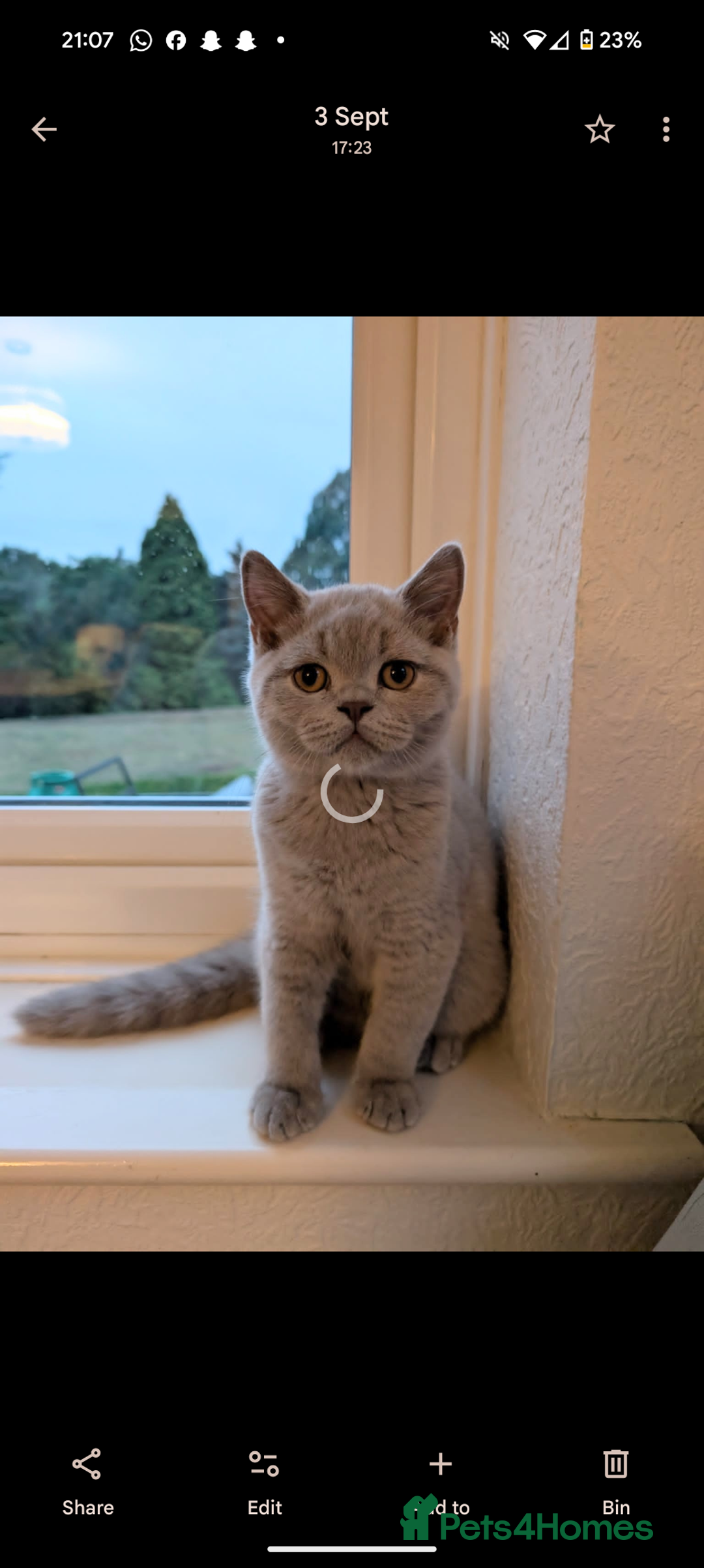 British Shorthair cats for sale:  Male lilac British Blue shorthair kitten 15 weeks - Image 1