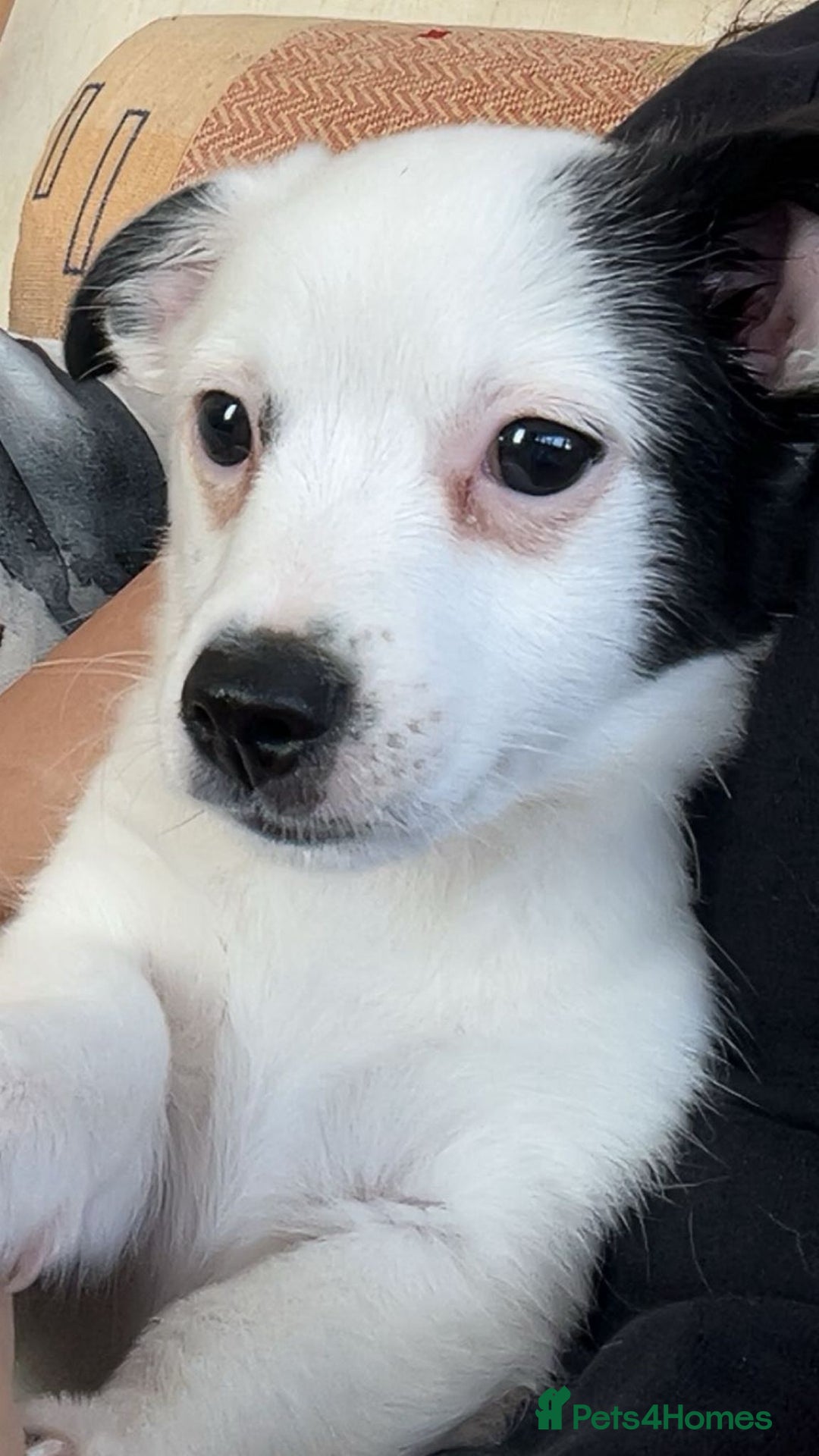 Pomchi dogs for sale: Last male pomchi left - Image 12