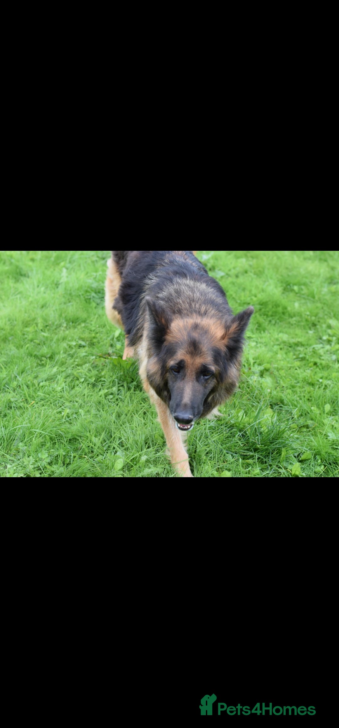German Shepherd dogs for sale: German Shepherd pups  - Image 7