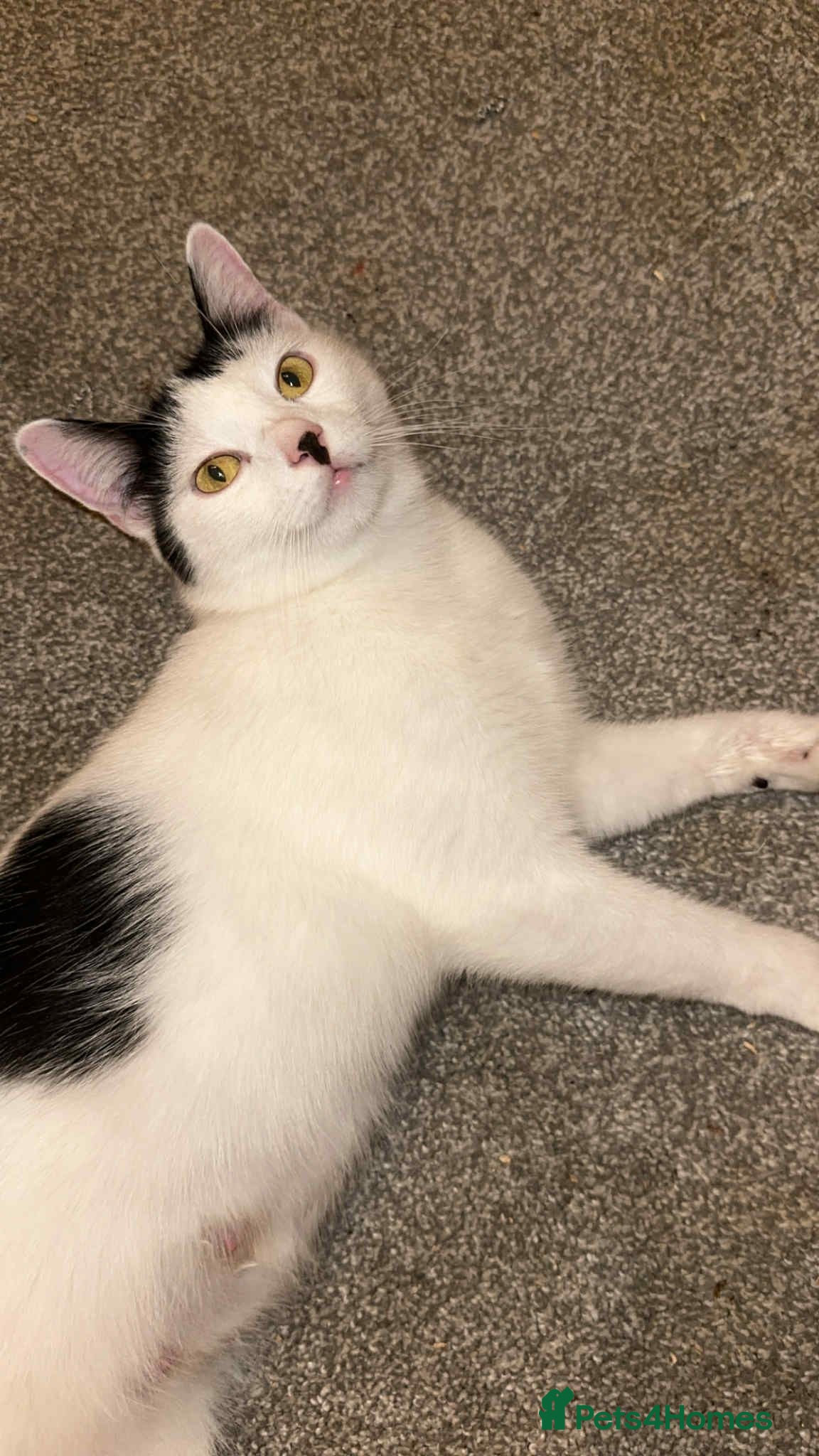 Mixed Breed cats Missy moo in Normanton - Advert 1