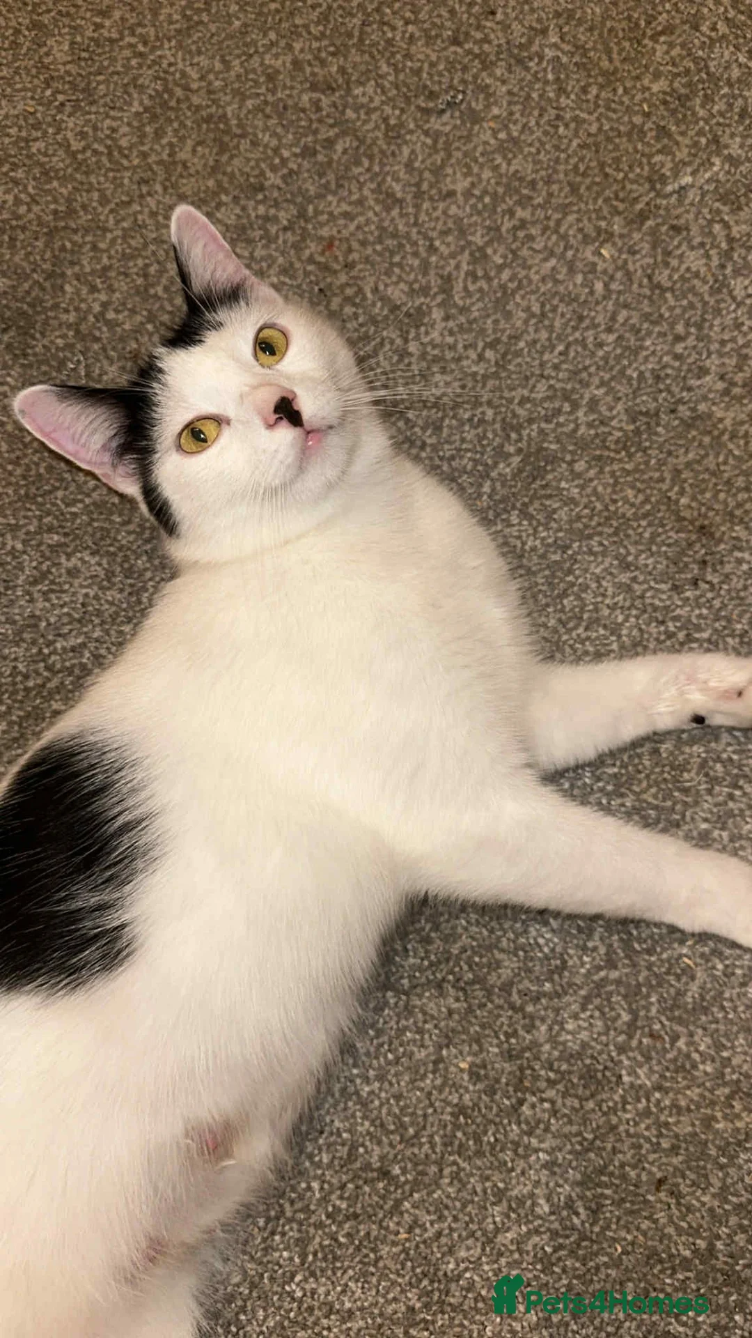 Mixed Breed cats for sale: Missy moo in Normanton - Advert 1