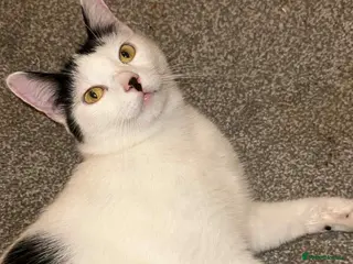 Mixed Breed cats Missy moo in Normanton - Advert 1