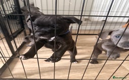 Staffordshire Bull Terrier dogs for sale: 💖🐾READY FOR THEIR NEW HOMES THIS WEEKEND🐾💖 - Image 25