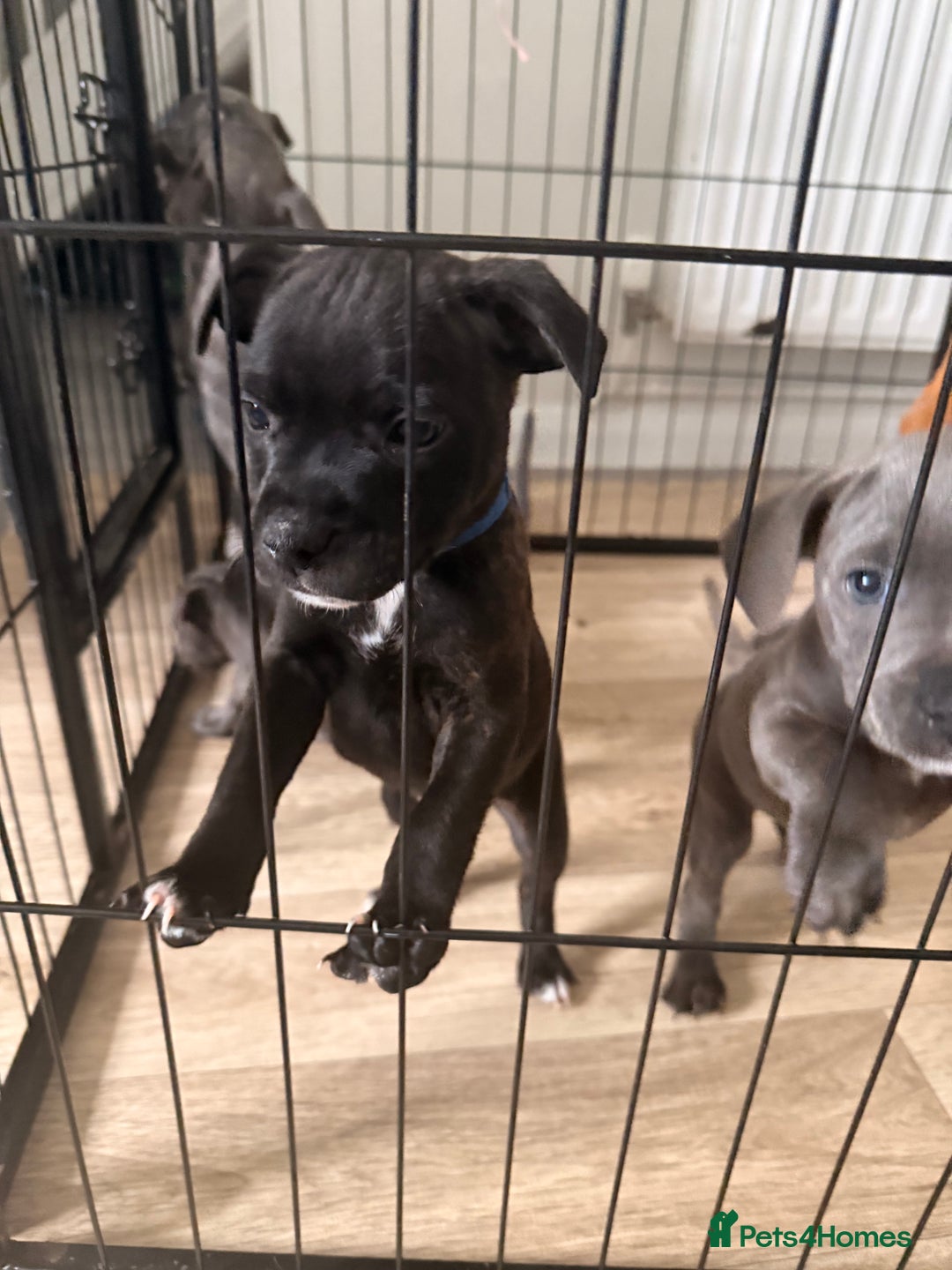 Staffordshire Bull Terrier dogs for sale: 💖🐾READY FOR THEIR NEW HOMES THIS WEEKEND🐾💖 - Image 25