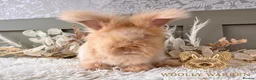 Angora rabbits for sale: Fully Vaccinated Angora Litter - Advert 7