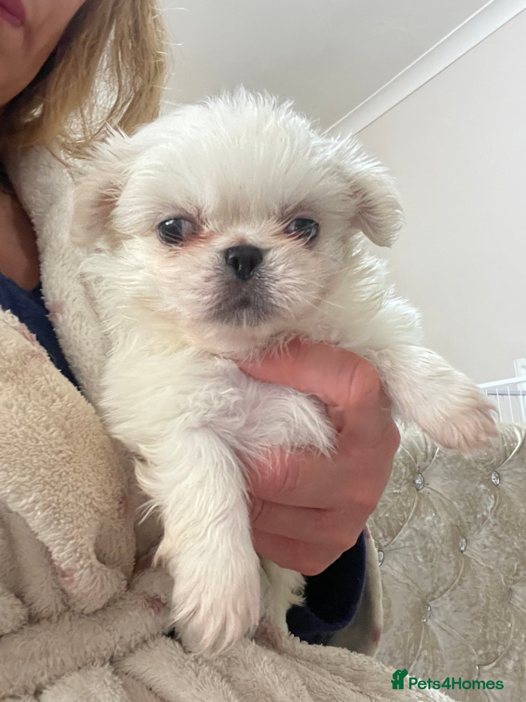 Pekingese dogs for sale: Top Quality Pekingese puppies  in Rugby - Image 14
