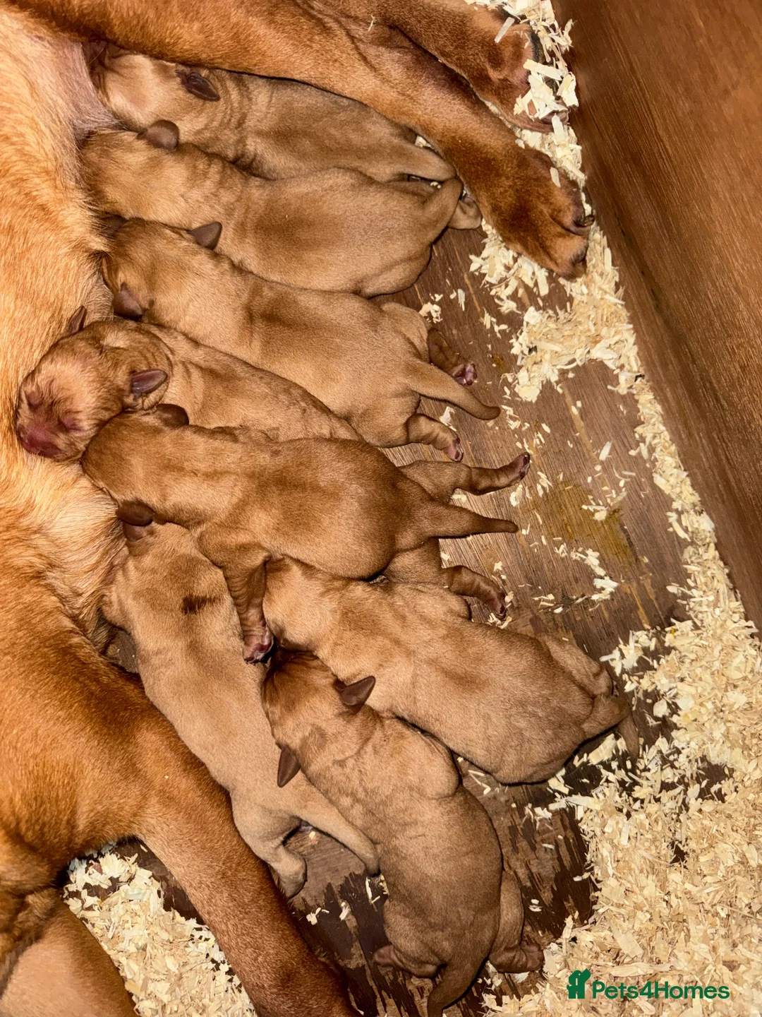 Labrador Retriever dogs for sale: Stunning dark red Labrador pups - Advert 2