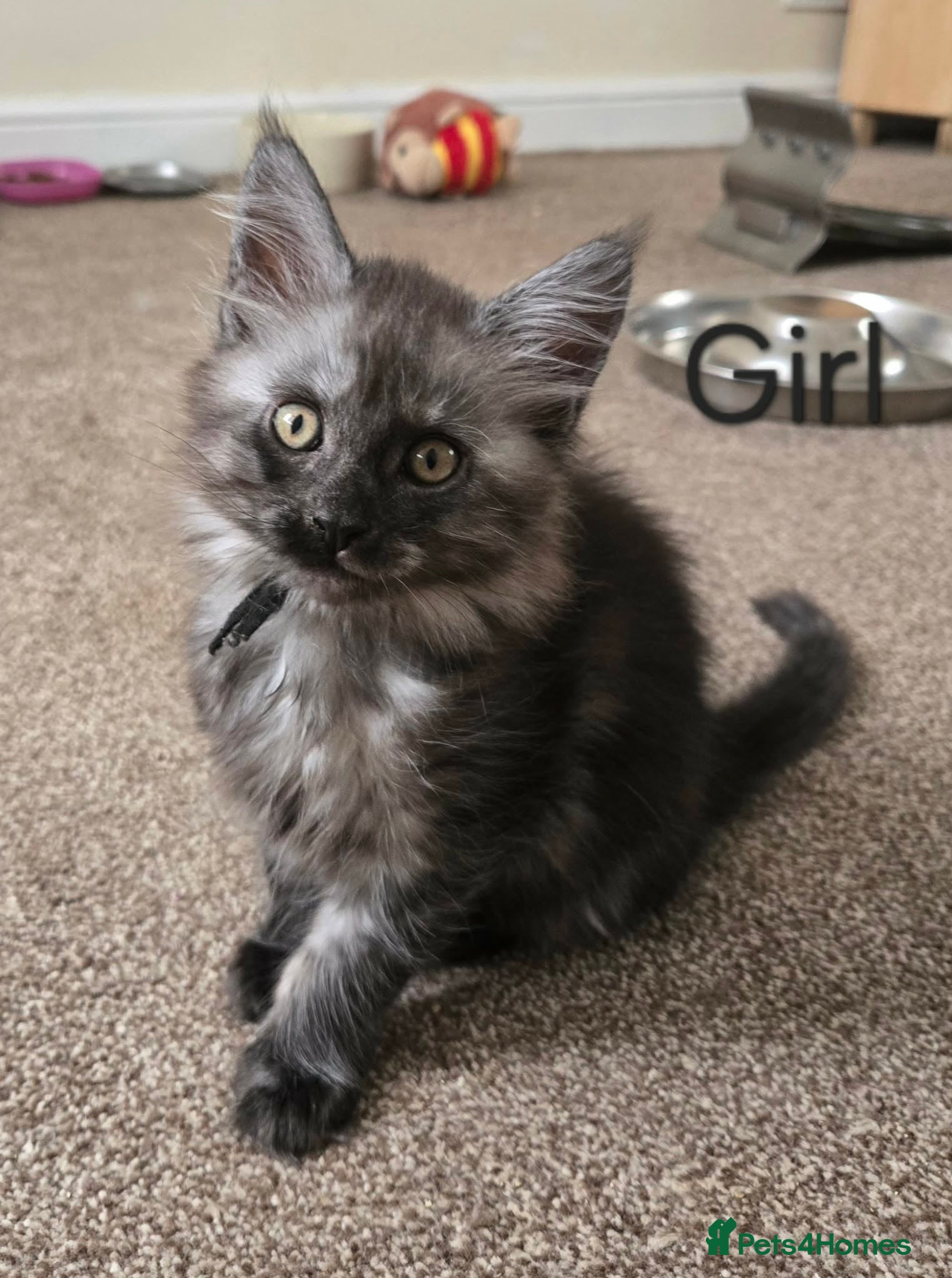 Maine Coon cats 2 Maine Coon girls. - Advert 1