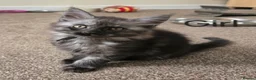 Maine Coon cats for sale: 2 Maine Coon girls. - Advert 9