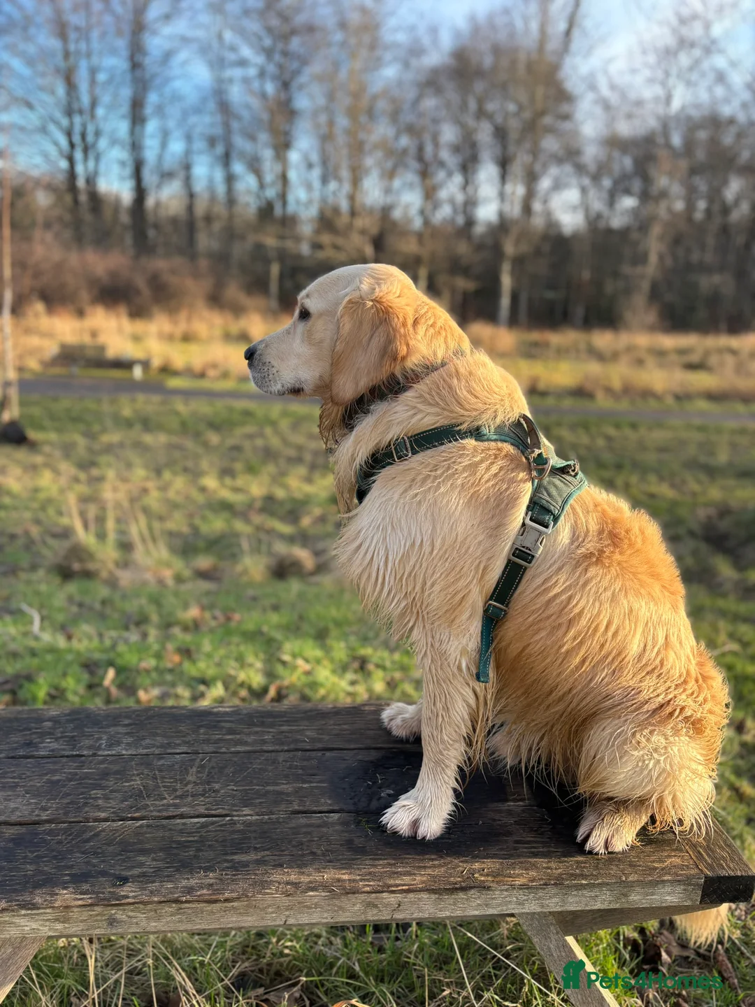 Golden Retriever dogs for stud: 🐾 Proven Golden Retriever Stud Available 🐾 - Advert 10