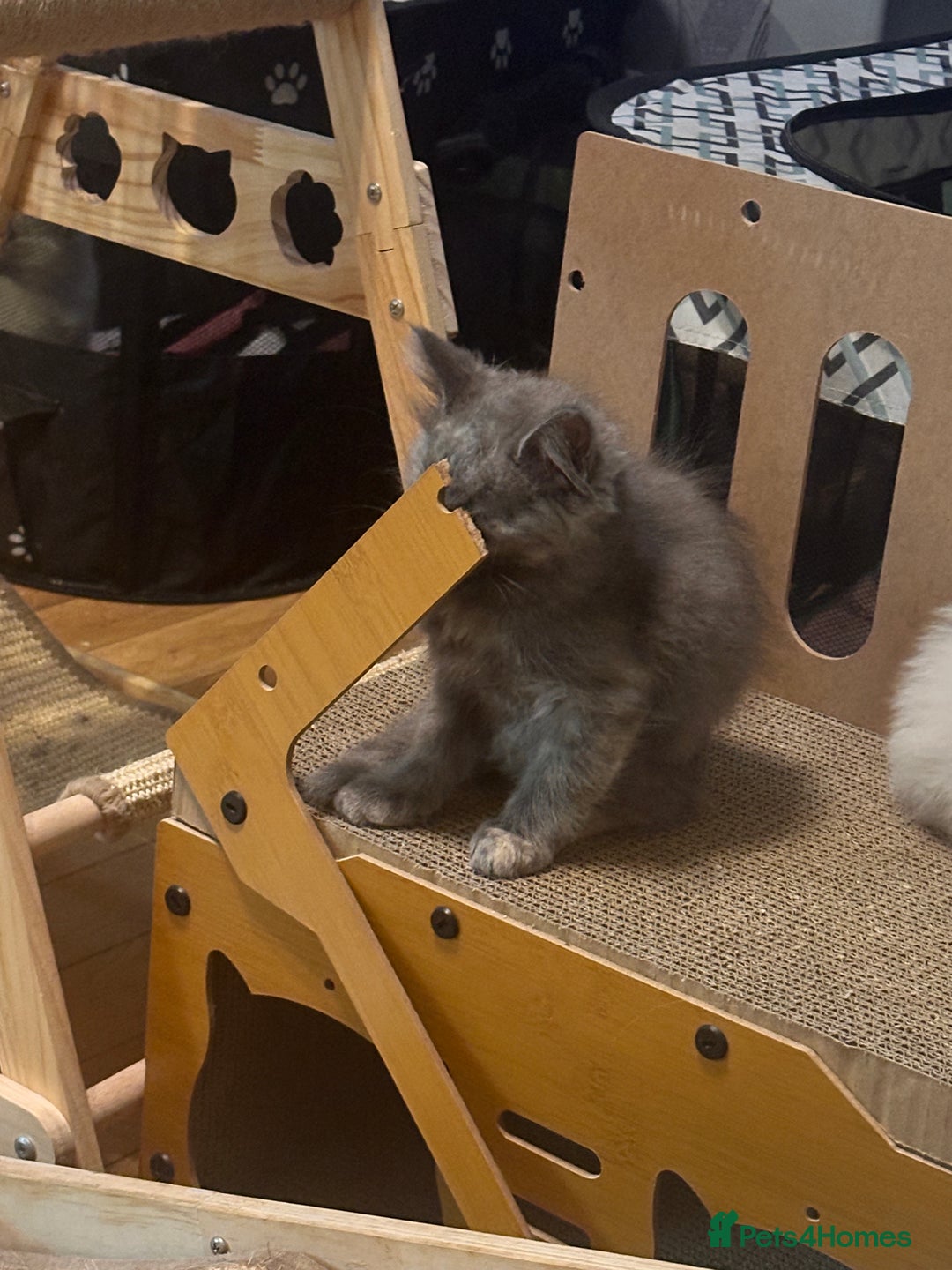 Ragdoll cats for sale: Ragdoll kitten  - Image 13