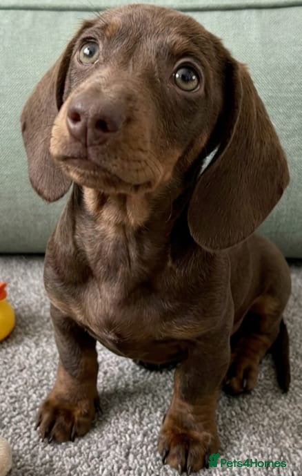 Miniature Dachshund dogs RKC Reg Beautiful Dachshund Puppies (Females) - Advert 1