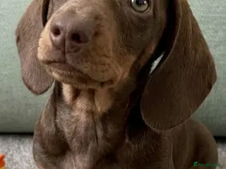 Miniature Dachshund dogs RKC Reg Beautiful Dachshund Puppies (Females) - Advert 1