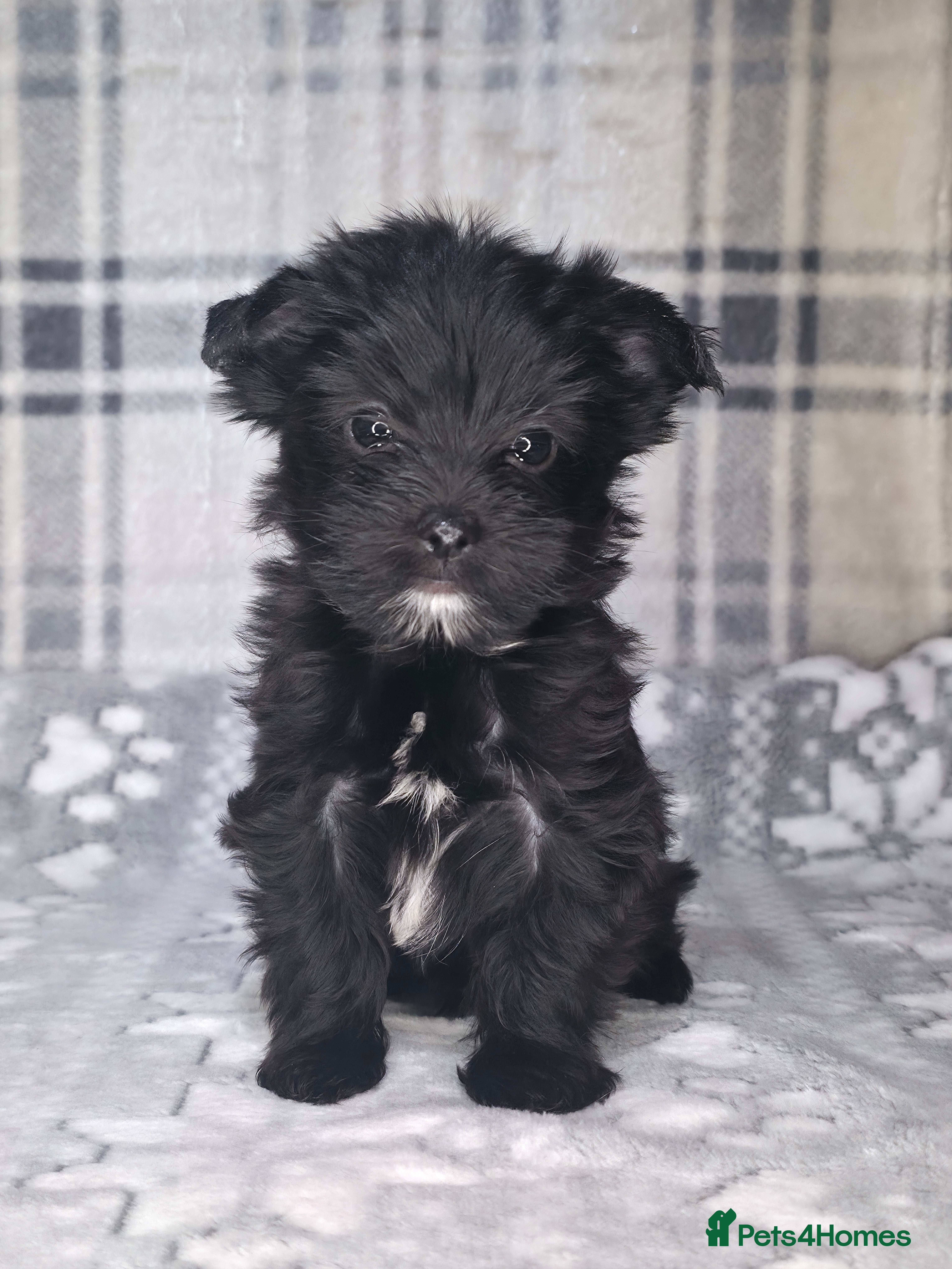 Yorkshire Terrier dogs For sale Tiny Yorkshire Terrier READY 09.01.2026 - Advert 3