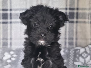 Yorkshire Terrier dogs For sale Tiny Yorkshire Terrier READY 09.01.2026 - Advert 1