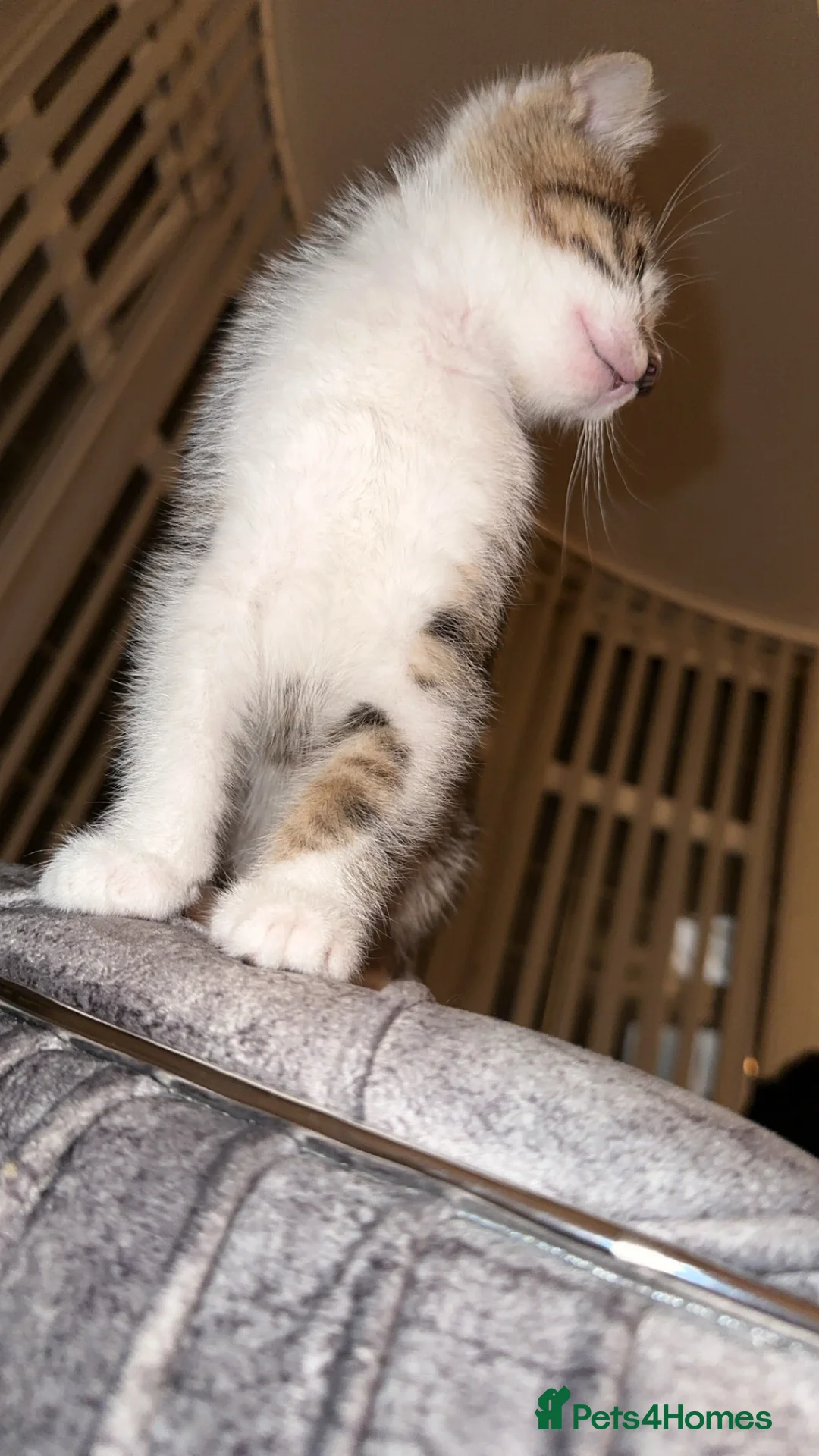 Domestic Shorthair cats for sale: Gorgeous tabby and British shorthair kitten - Advert 38