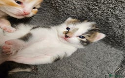 Mixed Breed cats for sale: GINGER GIRL AND TABBY BOY  - Image 11