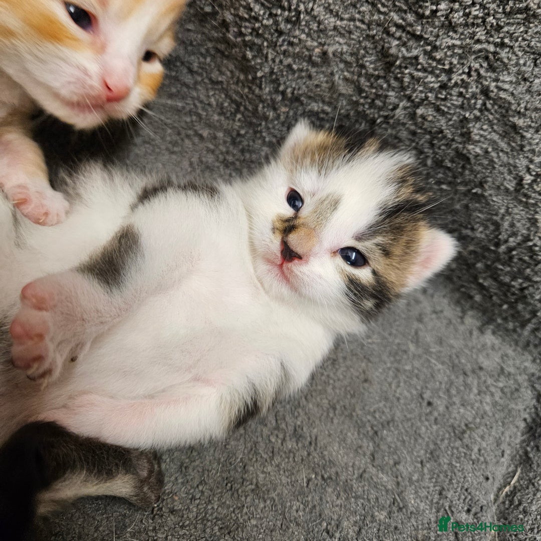 Mixed Breed cats for sale: GINGER GIRL AND TABBY BOY  - Image 11